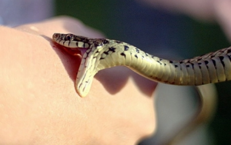 Как уберечься от укуса змеи